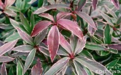 Pink Frost Florida Anise - Illicium Floridanum - 3 Gallon Pot -Plant Shop Anise Pink Frost 16 1