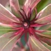Pink Frost Florida Anise - Illicium Floridanum - 3 Gallon Pot -Plant Shop Anise Pink Frost 19 1