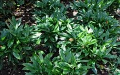 Dwarf Green Aucuba - Japanese Laurel - 3 Gallon Pot -Plant Shop Aucuba Dwarf Green 1