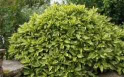Gold Dust Aucuba - Japanese Laurel - 3 Gallon Pot -Plant Shop Aucuba Gold Dust 14