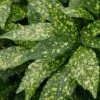 Gold Dust Aucuba - Japanese Laurel - 3 Gallon Pot 2 Gold Dust Aucuba - Japanese Laurel - 3 Gallon Pot -Plant Shop Aucuba Gold Dust 16