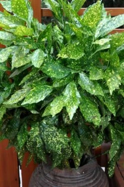 Gold Dust Aucuba - Japanese Laurel - 3 Gallon Pot -Plant Shop Aucuba Gold Dust 17