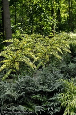 Hosoba Hoshifu Variegated Aucuba (Japanese Laurel) - 3 Gallon Pot -Plant Shop Aucuba Hosoba Hoshifu