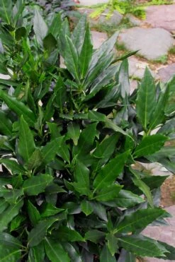 Sawtoothed Aucuba Serratifolia - 6 Pack Of 1 Gallon Pots -Plant Shop Aucuba Serratifolia Sawtooth 500x750 1
