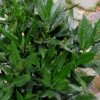 Sawtoothed Aucuba Serratifolia - 3 Gallon Pot -Plant Shop Aucuba Serratifolia Sawtooth 500x750 2