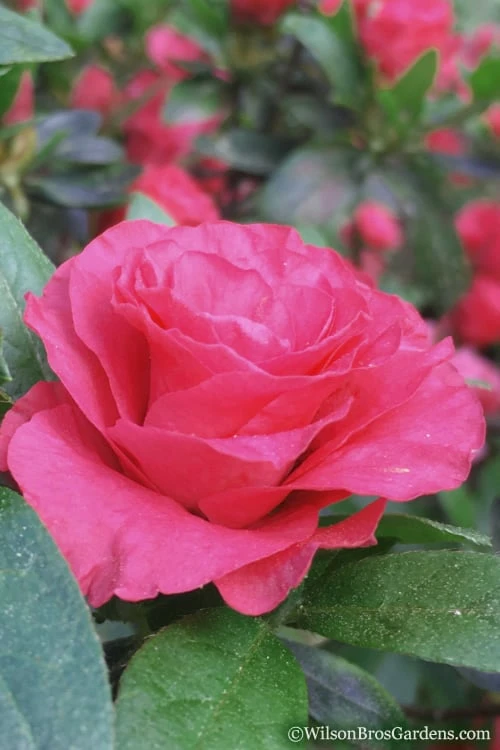 Rosebud Azalea - 6 Pack Of 1 Gallon Pots 3 Rosebud Azalea - 6 Pack Of 1 Gallon Pots