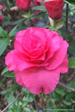 Rosebud Azalea - 3 Gallon Pot -Plant Shop Azalea Rosebud 3 1