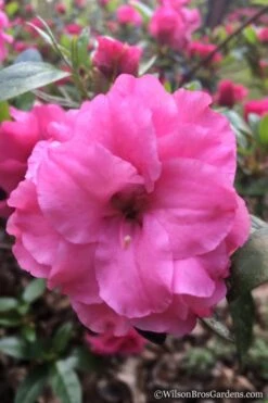 Rosebud Azalea - 6 Pack Of 1 Gallon Pots 13 Rosebud Azalea - 6 Pack Of 1 Gallon Pots -Plant Shop Azalea Rosebud 7 3