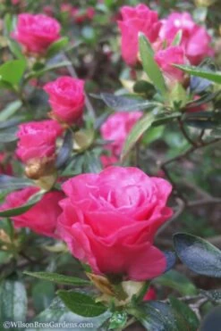 Rosebud Azalea - 6 Pack Of 1 Gallon Pots 11 Rosebud Azalea - 6 Pack Of 1 Gallon Pots -Plant Shop Azalea Rosebud 8 3