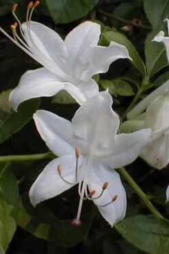 Texas Azalea (Rhododendron Oblongifolium) - 1 Gallon Pot 11 Texas Azalea (Rhododendron Oblongifolium) - 1 Gallon Pot -Plant Shop Azalea Texas Rhododendron Oblongfolium 1