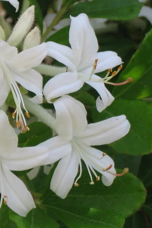 Plant Shop -Plant Shop Azalea Texas Rhododendron Oblongfolium 4 1