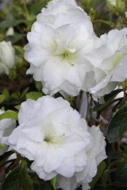 White Rosebud Azalea - 1 Gallon Pot