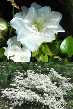 White Rosebud Azalea - 6 Pack Of 1 Gallon Pots 11 White Rosebud Azalea - 6 Pack Of 1 Gallon Pots -Plant Shop Azalea White Rosebud 5 1
