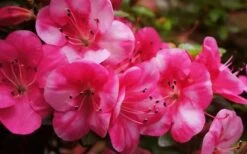 Kobai #2 Azalea - 1 Gallon Pot -Plant Shop Azalea kobai 2 2