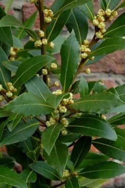 Bay Laurel (Sweet Bay) - Laurus Nobilis - 1 Gallon Pot -Plant Shop Bay Laurel 2