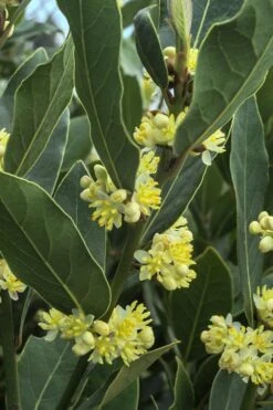 Bay Laurel (Sweet Bay) - Laurus Nobilis - 1 Gallon Pot -Plant Shop Bay Laurel 3