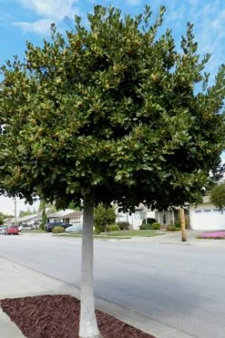 Bay Laurel (Sweet Bay) - Laurus Nobilis - 1 Gallon Pot -Plant Shop Bay Laurel 5