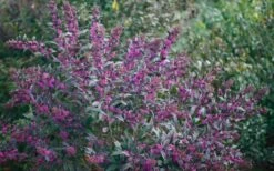 Pearl Glam Beautyberry - Callicarpa - 3 Gallon Pot -Plant Shop Beautyberry Pearl Glam 2