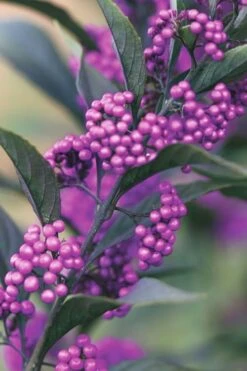 Purple Pearls Beautyberry - Callicarpa - 3 Gallon Pot -Plant Shop Beautyverry Callicarpa Purple Pearls Berries Closeup 5 x750