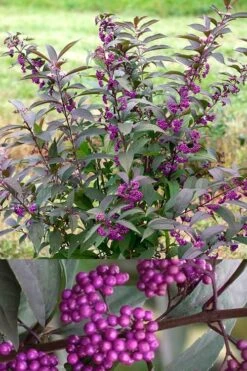 Purple Pearls Beautyberry - Callicarpa - 3 Gallon Pot -Plant Shop Beautyverry Callicarpa Purple Pearls Shrub 5 x750