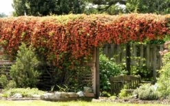 Jekyll Orange Crossvine - Bignonia Capreolata - 2 Gallon Pot 11 Jekyll Orange Crossvine - Bignonia Capreolata - 2 Gallon Pot -Plant Shop Bignonia Crossvine Jekyll On Arbor 2