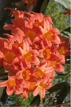 Jekyll Orange Crossvine - Bignonia Capreolata - 2 Gallon Pot 12 Jekyll Orange Crossvine - Bignonia Capreolata - 2 Gallon Pot -Plant Shop Bignonia Jekyll 7