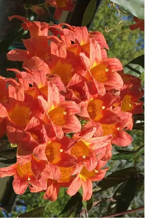 Jekyll Orange Crossvine - Bignonia Capreolata - 2 Gallon Pot 7 Jekyll Orange Crossvine - Bignonia Capreolata - 2 Gallon Pot - Image 5