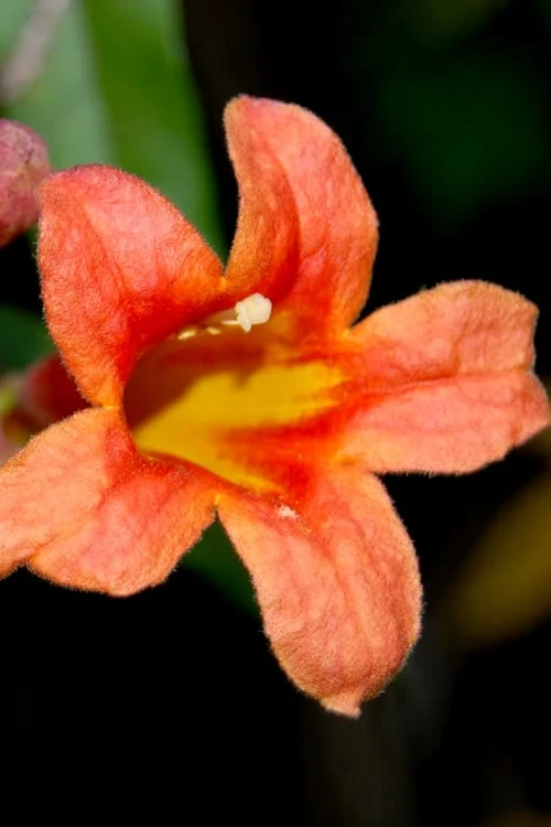 Jekyll Orange Crossvine - Bignonia Capreolata - 2 Gallon Pot 8 Jekyll Orange Crossvine - Bignonia Capreolata - 2 Gallon Pot - Image 6