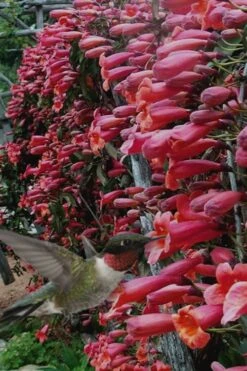 Shalimar Red Crossvine - Bignonia Capreolata - 3 Gallon Pot -Plant Shop Bignonia Shalimar Red 20