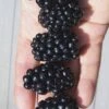 Apache Thornless Blackberry - 2 Gallon Pot -Plant Shop Blackberry Apache In hand 500x750 1
