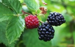 Arapaho Thornless Blackberry - 6 Pack Of 1 Gallon Pots 9 Arapaho Thornless Blackberry - 6 Pack Of 1 Gallon Pots -Plant Shop Blackberry Arapaho Thornless