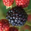 Osage Thornless Blackberry - 6 Pack Of 1 Gallon Pots -Plant Shop Blackberry Osage 1