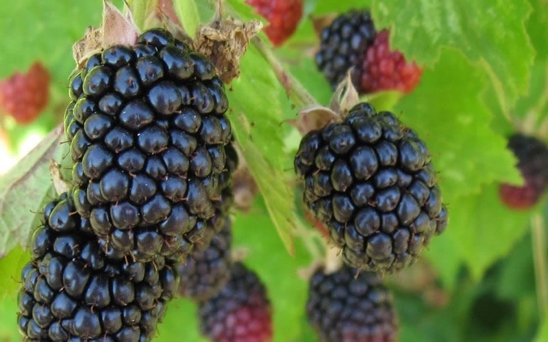 Triple Crown Thornless Blackberry Plant - 1 Gallon Pot 6 Triple Crown Thornless Blackberry Plant - 1 Gallon Pot - Image 4