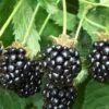 Triple Crown Thornless Blackberry Plant - 3 Gallon Pot -Plant Shop Blackberry Triple Crown 500x750 1