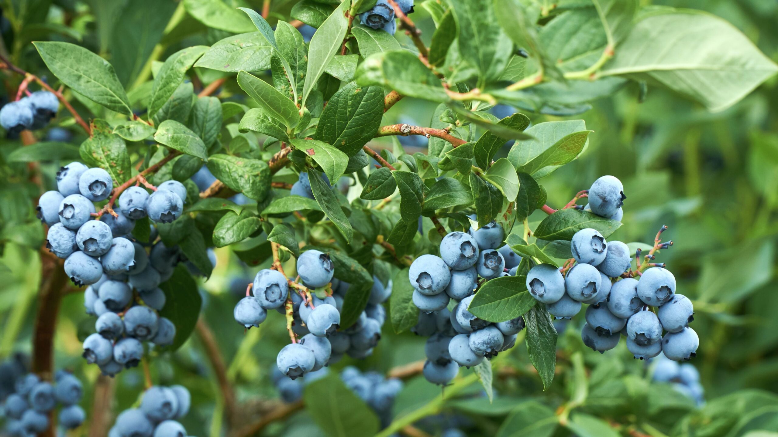 Plant Shop -Plant Shop Blueberries Image scaled