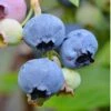Alapaha Rabbiteye Blueberry - 7 Gallon Pot 1 Alapaha Rabbiteye Blueberry - 7 Gallon Pot -Plant Shop Blueberry Alapaha 3 1