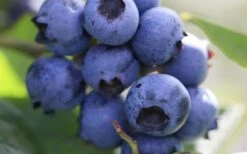 Delite Rabbiteye Blueberry - 3 Gallon Pot -Plant Shop Blueberry Delite 1