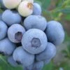 Legacy Highbush Blueberry - 6 Pack Of 1 Gallon Pots -Plant Shop Blueberry Legacy Highbush 1 1