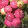 Pink Lemonade Blueberry - 1 Gallon Pot -Plant Shop Blueberry Pink Lemonade 8 1