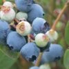 Powderblue Rabbiteye Blueberry - 1 Gallon Pot 2 Powderblue Rabbiteye Blueberry - 1 Gallon Pot -Plant Shop Blueberry Rabbiteye Powder Blue 500x750 3