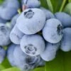 Vernon Rabbiteye Blueberry - 6 Pack Of 1 Gallon Pots -Plant Shop Blueberry Rabbiteye Vernon 500x750 1