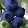 Baldwin Rabbiteye Blueberry - 1 Gallon Pot 2 Baldwin Rabbiteye Blueberry - 1 Gallon Pot -Plant Shop Blueberry Rbbiteye Baldwin 500x750 1