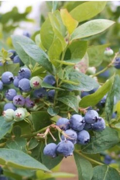Jubilee Southern Highbush Blueberry - 3 Gallon Pot 9 Jubilee Southern Highbush Blueberry - 3 Gallon Pot -Plant Shop Blueberry Southern Higbush Jubilee 500x750 1