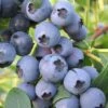 Biloxi Southern Highbush Blueberry - 1 Gallon Pot -Plant Shop Blueberry Southern Highbush Biloxi 500x750 1