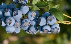 Star Southern Highbush Blueberry - 3 Gallon Pot 9 Star Southern Highbush Blueberry - 3 Gallon Pot -Plant Shop Blueberry Star
