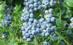 Tifblue Rabbiteye Blueberry - 2.5 Quart Pot -Plant Shop Blueberry Tifblue
