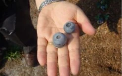 Titan Blueberry - 7 Gallon Pot -Plant Shop Blueberry Titan 1