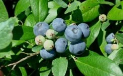 Vernon Rabbiteye Blueberry - 1 Gallon Pot -Plant Shop Blueberry Vernon 1