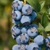Star Southern Highbush Blueberry - 3 Gallon Pot -Plant Shop Blueverry Southern Highbush Star 500x750 1