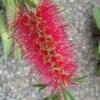 Semmes Cold Hardy Red Bottlebrush - Callistemon - 3 Gallon Pot -Plant Shop Bottlebrush Woodlanders Hardy Red 10